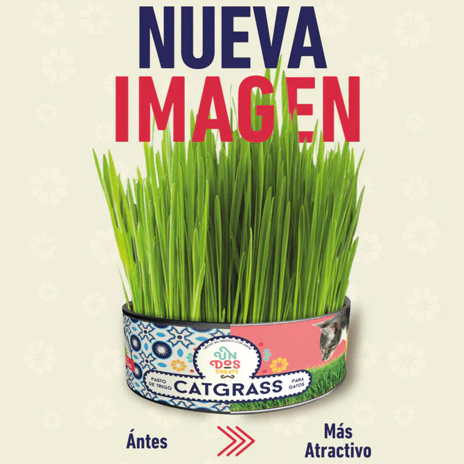 Catgrass de Trigo, Pasto para Gatos y Perros