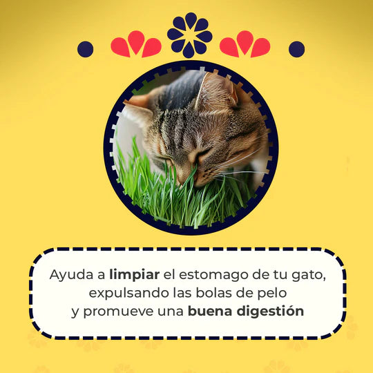 Cat Grass Mix Avena y Cebada, Pasto para Gatos y Perros