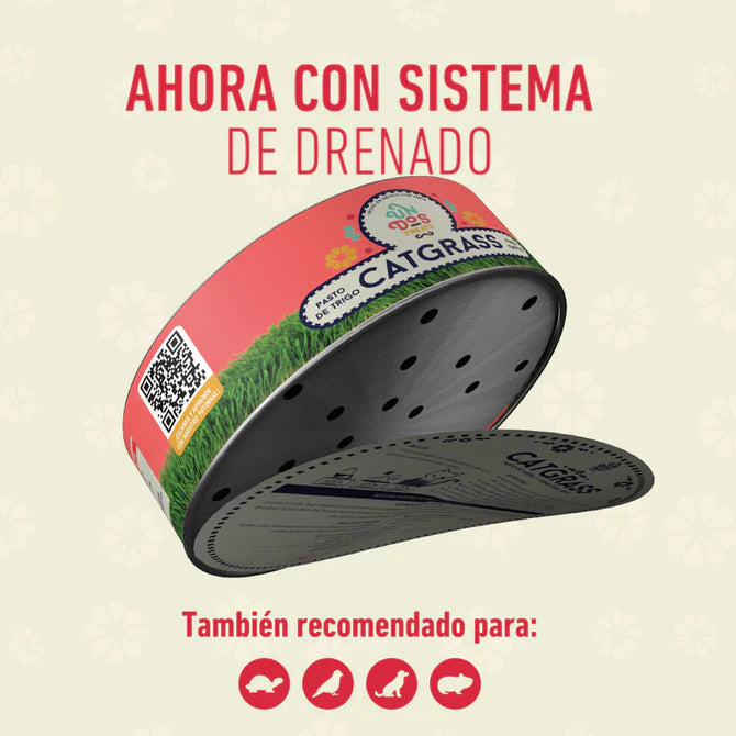 Catgrass de Trigo, Pasto para Gatos y Perros