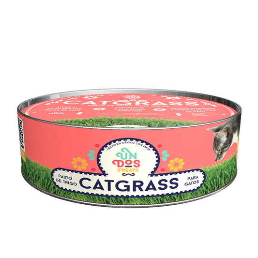 Catgrass de Trigo, Pasto para Gatos y Perros