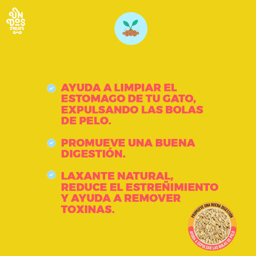Catgrass seeds semillas de avena y cebada para Gatos