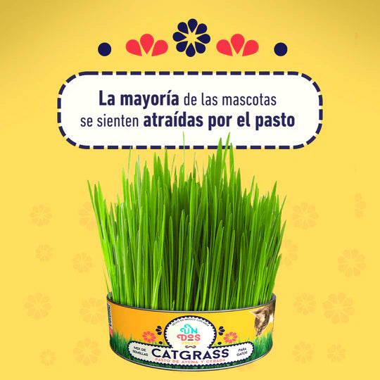 Cat Grass Mix Avena y Cebada, Pasto para Gatos y Perros