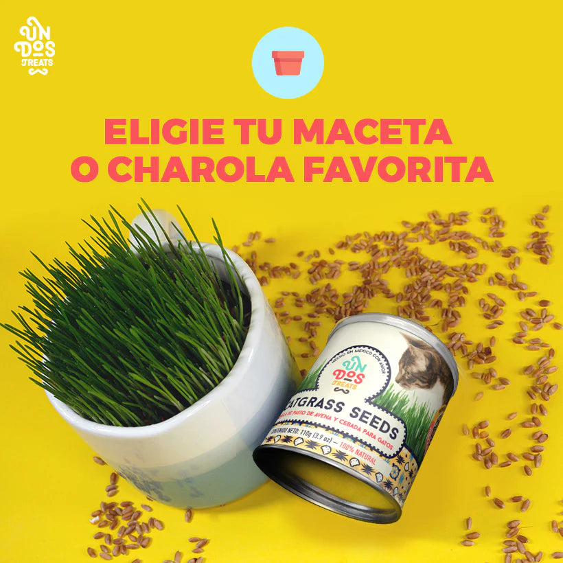 Catgrass seeds semillas de avena y cebada para Gatos