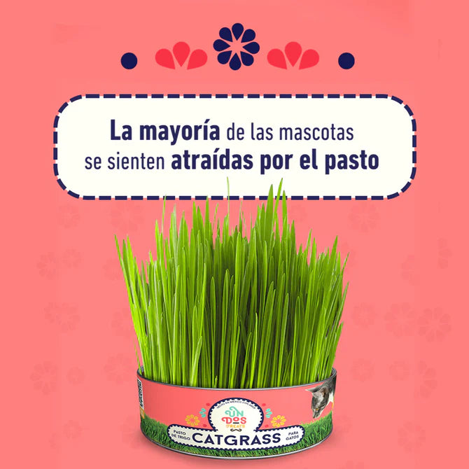 Catgrass de Trigo, Pasto para Gatos y Perros