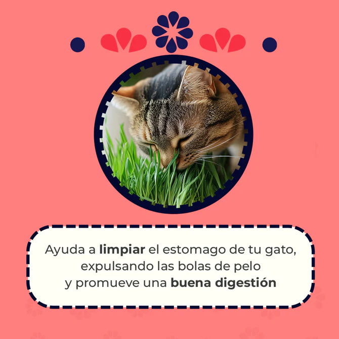 Catgrass de Trigo, Pasto para Gatos y Perros